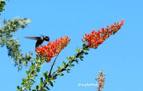 Use these flowers that attract hummingbirds to create an amazing hummingbird habitat in your backyard. Create A Hummingbird Garden In A Container Azplantlady Com