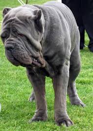 Top 10 mastiff dog breeds 10. Neapolitan Mastiff Dog Breed Information And Pictures Petguide