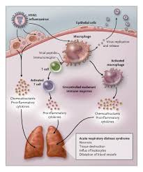 These t cell subsets are characterised by their ability to produce certain cytokines. What Are Cytokines Types Receptors Functions In Inflammation