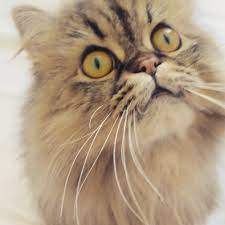 How To Clean Persian Cat Eyes | Meow Lifestyle