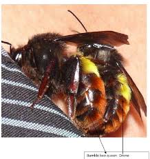 The patel community is demanding quotas in educational institutions and government jobs. Successful Rearing Of Bumble Bee Himachal Pradesh In India Semantic Scholar