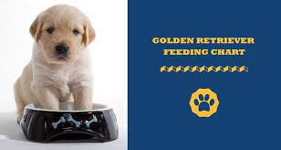 The best dog food for golden retrievers dogs that are active have an average weight and are in good condition. Golden Retriever Feeding Chart Guide To Feeding Goldies