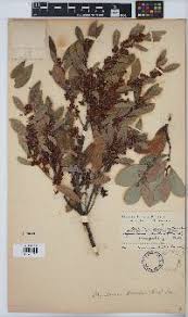 Image result for Putterlickia verrucosa