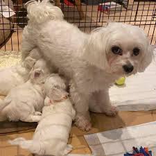 Hide this posting restore restore this posting. Best Pet Home Available Maltese For Pick Up Or Delivery Facebook
