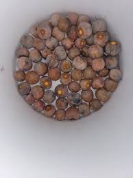 Image result for Afrostyrax lepidophyllus