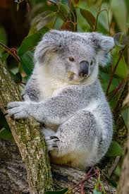 Animals Bear Photos Koala Bear Animals