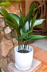 Image result for Aspidistra elatior