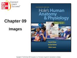 Chapter 9 Muscular System Hole S Human Anatomy And Physiology Ppt Powerpoint
