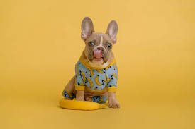 Every pomeranian mixed puppy hybrid. Frenchies Ooh La La La Grande Liste Of French Bulldog Breed Questions