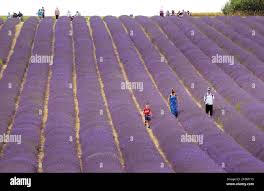 Lordington lavender hi-res stock photography and images