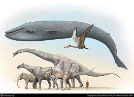 Everybody knows that the blue whale is the largest living creature on earth. Pets Care World S Largest Creature Ever Blue Whale Animal Large Animals Animals