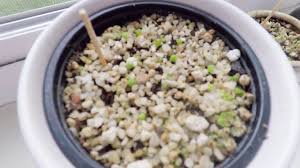 What soil is best for my succulents in a pot? can i plant my succulents growing indoors in potting soil? mixing in with potting soil and other ingredients for hoyas, snake plants, bromeliads, peperomias & any other … this baby plant, i used 1/2 potting soil to 1/2 succulent & cactus mix. Planting Lithop Seeds Young Lithops Youtube