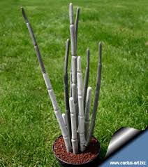 Image result for Ceropegia circinata