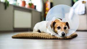 If everything looks okay the owner should continue to monitor the dog. How To Care For A Dog After They Have Been Neutered Pets4homes