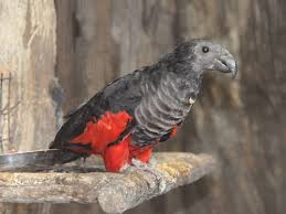 ✓ free for commercial use ✓ high quality images. Psittrichas Fulgidus Pesquet S Parrot In Avilon Zoo