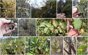 Image result for Grewia retinervis