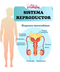 Maybe you would like to learn more about one of these? El Sistema Reproductor Partes Organos Y Funciones