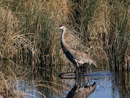 Image result for Little Catnip Spring - Sheldon Refuge Winnemucca NV