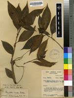 Image result for Polyspatha paniculata