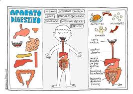 Sistema Digestorio Do Corpo Humano Atividades De Ciencias Sistema Digestivo Para Ninos Cuerpo Humano Para Ninos Sistemas Del Cuerpo Humano