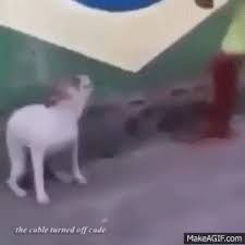 Dancing Brazil Dog Meme On Make A Gif