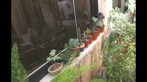 Mar 21, 2021 · librivox about. How To Care For Ti Plants Hawaiian Ti Plant Urdu Youtube