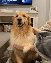 Maybe you've just adopted a gorgeous golden, or maybe you're thinking about bringing one of these sweet pups home soon. Feels Golden Retriever Gif Find Share On Giphy