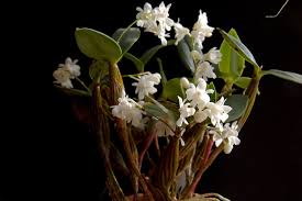 Image result for Habenaria aberrans