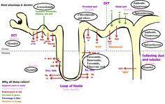 Diuretics Site Of Action In Renal Tubule Pct Mannitol Acetazolamide Loop Of Henle Furosemide Bumet Pharmacology Nursing Mnemonics Medical School Studying