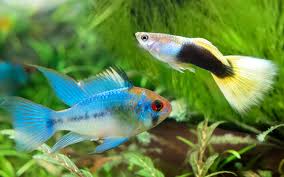 Yes, guppies can eat algae. Ram Cichlids And Guppies Can You Keep Them Together Aquariumnexus