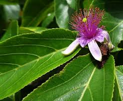 Image result for Malvaceae subfamily Grewioideae