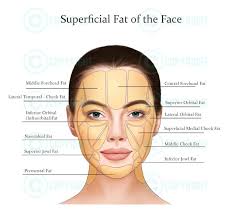 Lot d'anatomie faciale