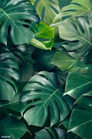 Download Premium Vector Of Green Monstera Leaves Background Design Leaf Background Nature Aesthetic Green Leaf Background