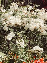 White cluster petaled flower in close up photography. Follow Lincandcanyon For More Rose Aesthetic Vintage Roses Princess Aesthetic