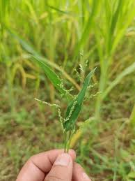Image result for Urochloa reptans