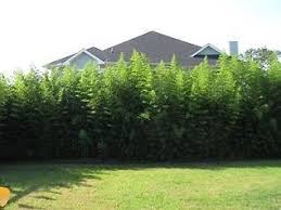 Gorgeous Fast Growing Golden Bamboo Greenside Gumtree South Africa Gorgeous Fast Growing Golden Bamb Bamboo Growth Rate Bamboo Screening Golden Bamboo