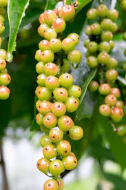 Image result for Antidesma