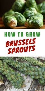 How To Grow Brussels Sprouts Vegetable Gardening Growing Organic Tomatoes Organic Vegetable Garden Indoor Vegetable Gardening