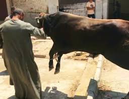 العجول الهربانة - هنا مصر