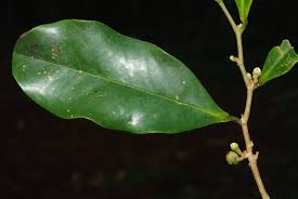 Image result for Xylopia wilwerthii