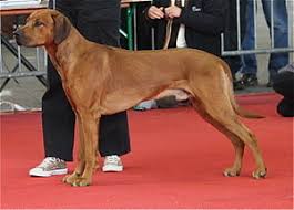 A mix of african and european breeds, these fearsome hunters once went head to head with lions. Rhodesian Ridgeback Wikipedia