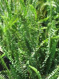 Image result for Nephrolepis