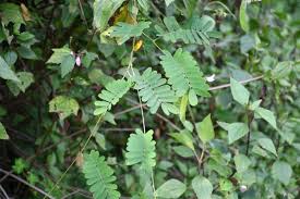 Image result for Abrus melanospermus