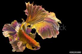 Breeders dubbed the first batch of these gold fish that bred. Golden Betta Fish Fancy Halfmoon Betta The Moving Moment Beautiful Of Siamese Fighting Fish In Thailand Betta Splendens Pla Kad Biting Fish Rhythmic Of Betta Fish Isolated On Black Background Buy This