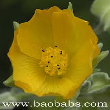Image result for Abutilon angulatum
