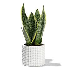 The mentioned indoor plant pots have been compiled in a list of best pots for indoor plants indoor plants include a variety of plants which do not require the specific needs that the outdoor plants need. Potey 055002 Planter Pots Indoor 4 8 Inch White Ceramic Vintage Style Hobnail Textured Flowerpots With Drainage Hole For Indoor Plants Flower Succulent Modern Home Decor Plants Not Included Pricepulse