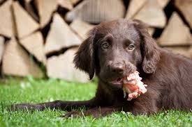 Cette forme d'alimentation répondait alors à la majorité de leurs besoins alimentaires. Les Chiens Doivent Ils Manger De La Viande Crue Les Soins Quotidiens Du Chien