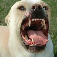 Stream Dog Borstal Music | Listen To Songs, Albums, Playlists For Free On  Soundcloud