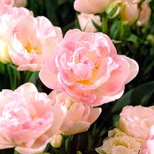 The zenith of the color pink was the 18th century, when pastel colors became very fashionable in all the courts of europe. Best Pink Flowers For Your Garden Better Homes Gardens