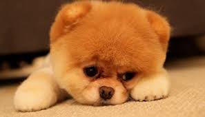 Lucu sekali satu satunya boneka terlucu buatan indonesia dari bahan flanel yang di jamin nyaman di pegang. Gambar Anjing Anjing Lucu Emosi Anjing Terlihat Dari Ekspresi Wajahnya Tekno Tempo Co Anjing Terlucu Di Duni Cute Small Dogs Cute Pomeranian Boo The Dog